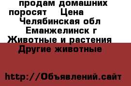 продам домашних поросят  › Цена ­ 2 000 - Челябинская обл., Еманжелинск г. Животные и растения » Другие животные   